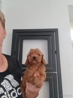 Maltipoo cavapoo Cockapoo - 6