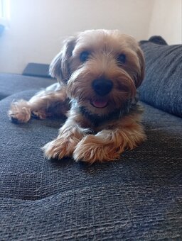 jorkšírský teriér - 6