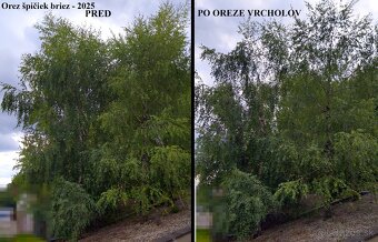 Výrub stromov - Košice a okolie | rizikové,výškové,bezpečne - 6