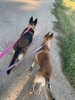 Belgicky ovciak X nemecky ovciak - 6