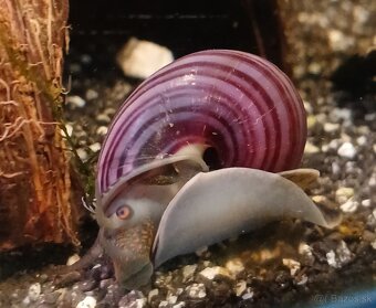 Ružove a biele Ampularie-Pomacea bridgesii - 6