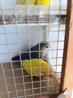 Agapornis ruzovohrdly - 6