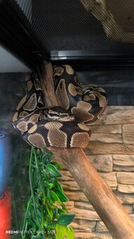Python Regius - Pytón kráľovský - Ball Python - 6