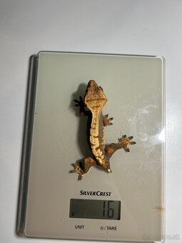 Mladé pagekony riasnaté - 6