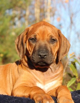 Rhodézsky ridgeback - 6