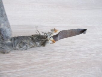 Predám starý cca 95 ročný " pahovník" - 6