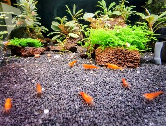 Predám krevetky Orange Sunkit Grade SS - 6