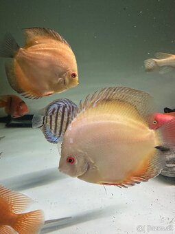 Discus, diskus - 6