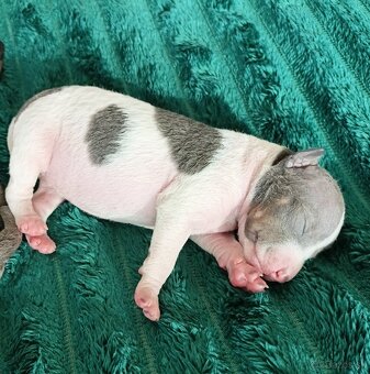 Americký bezsrsty terier - FCI - 6