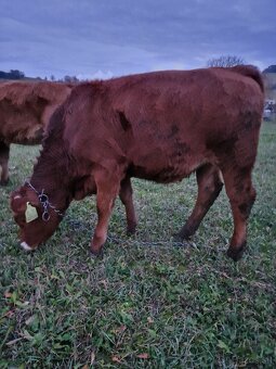 Predám jalovicku (jalovicu, teľa, býka, býčka ) za výhodnú - 6