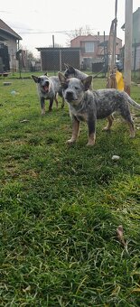 Australsky dobytkarsky pes - 6