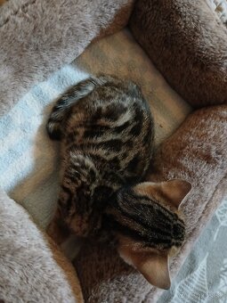 bengal bengalska macka bengalske maciatka - 6