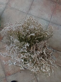 Sušena statica biela na vence 1kytica/8€ - 6