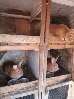 Burgundský králik-samice - 6