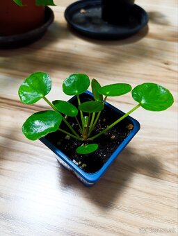 Ponúkam Zelenec, monstera minima, difenbachia - 6