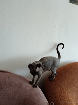 predám sphynx mačiatko - 6