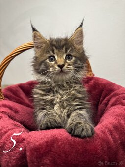 Mainská mývalia mačka / Maine Coon mačiatka - 6
