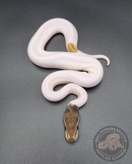 ❗️Nové ceny❗️Akvatera Košice - Ball Pythons- Python Regius - 6