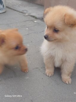 Pomeranian spic - 6