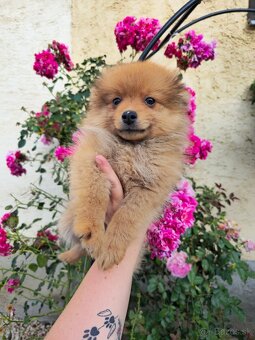 Pomeranian spic - 6