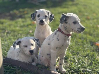 Darujem dve šteniatka - 6