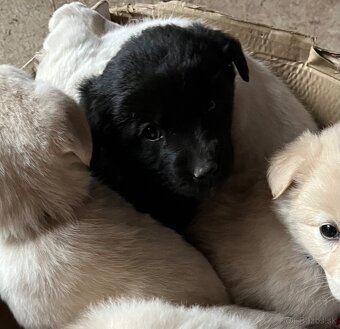 Darujem šteniatko - 6