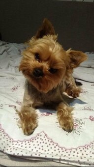 Yorkshire terrier - 6