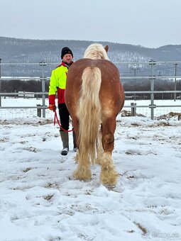 Švédsky Ardén - plemenný žrebec - 6