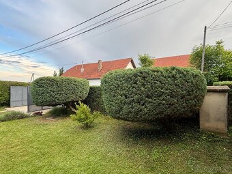 Úprava záhrad a živých plotov, vypiľovanie tují, kosenie - 6