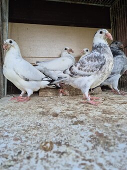 Predám mlade staropolske holuby 8€ ks 0904 164 456 - 6