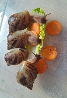 Africký slimák Lissachatina reticulata klasik mladé - 6