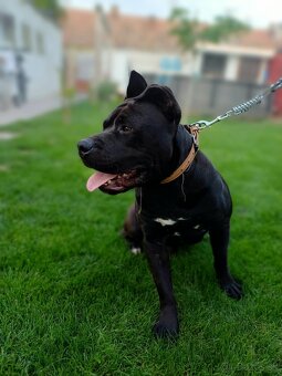 Americký stafordšírský terrier - 6