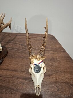 Srnec, parožie, trofeje - 6