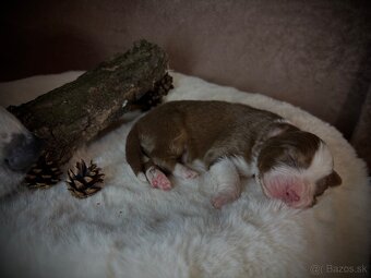 Austrálsky ovčiak s PP - 6