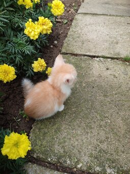 Darujem mačiatka - 6