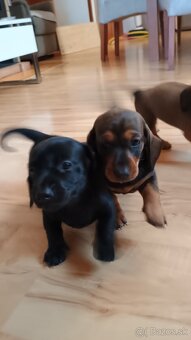 Šteniatka -jazvečik trpasličí - 6