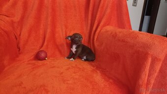 Ponuka šteniatok čivava krátkosrstá - 6