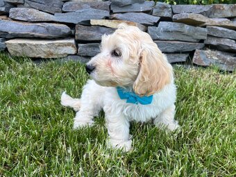 Maltipoo - šteniatko (chlapec) - 6