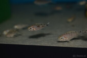 Sciaenochromis Ahli Gold - 6