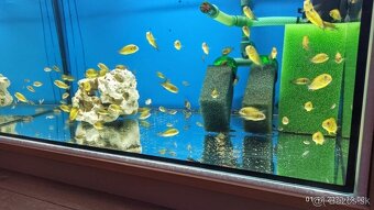 Tropheus Kiriza Gold - 6