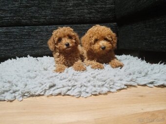 Pudel pudlik. - 6