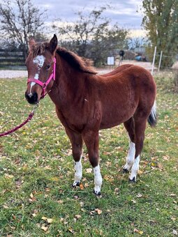 APH,Paint horse - kobyla - 6