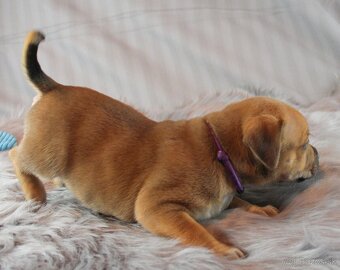 Stafordšírský bulteriér - pes s PP - 6