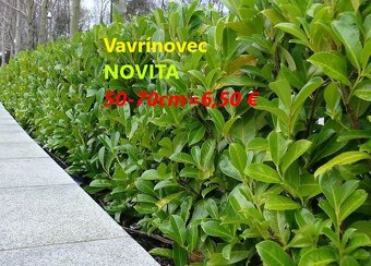 Vavrinovec, TUJA SMARAGD - 6