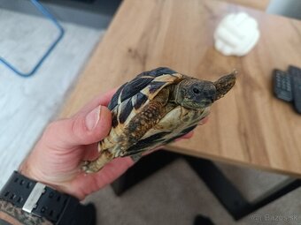 Predám suchozemsku korytnačku Testudo Hermanni - 6