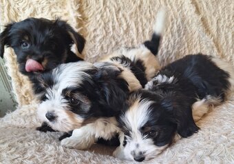 Yorkšhir,york,yorkšhirsky terier ,biewer - 6