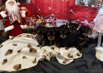 Jorkšírský teriér - Yorkshire teriér -šteniatka - 6