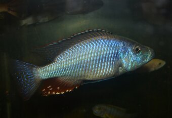 AFRICKÉ CICHLIDY dovoz 11.5 RK-BB - 6