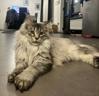 Maine coon,  mainská mývalia s PP - kocúrik - 6