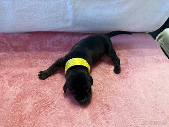 Stenata dobermana - 6